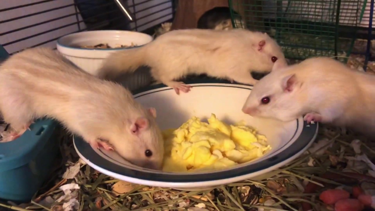 White chipmunks trying eggs!! Will they like them?