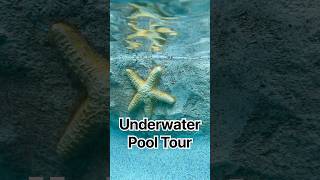 underwater pool tour