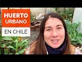 Conoce este HUERTO URBANO en CHILE! 🌱🥕🥬 Paseo por la huerta de Cosechandola #HuertoChileno