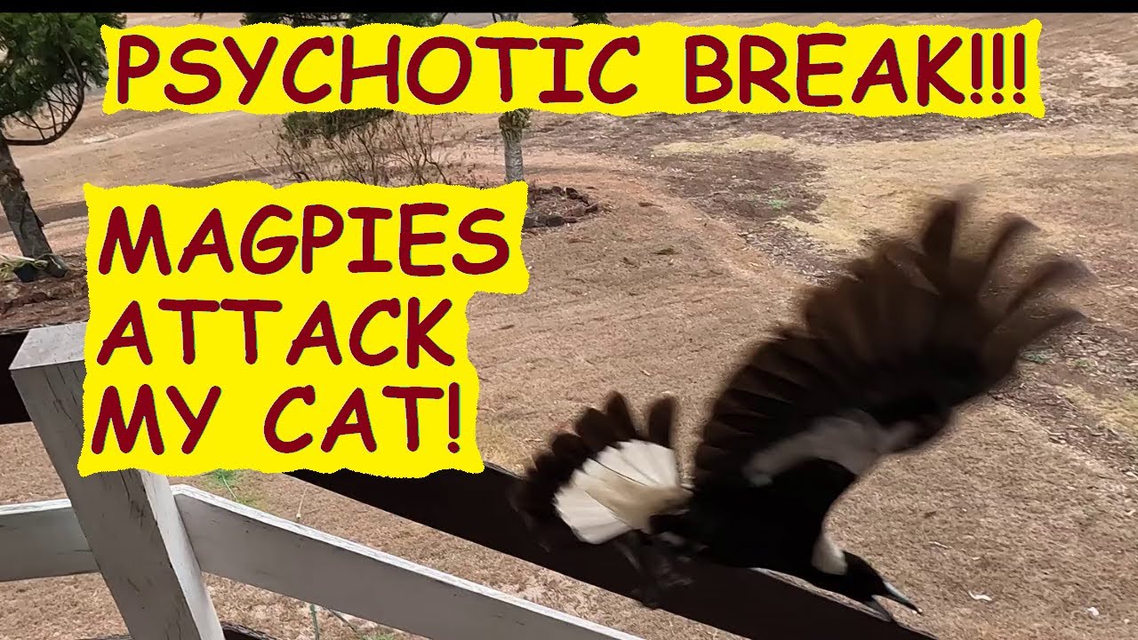 Magpies attack my cat; Mrs M LOUDLY objects to cat; Pauly comes for a bale Australian magpies
