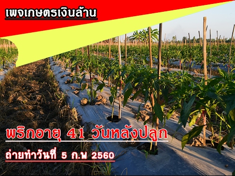 พริกสวยๆอายุเพียง 41 วันหลังปลูก By เพจเกษตรเงินล้าน