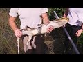 Sad Alligator Rescue : Kamp Kenan S3 Episode 21