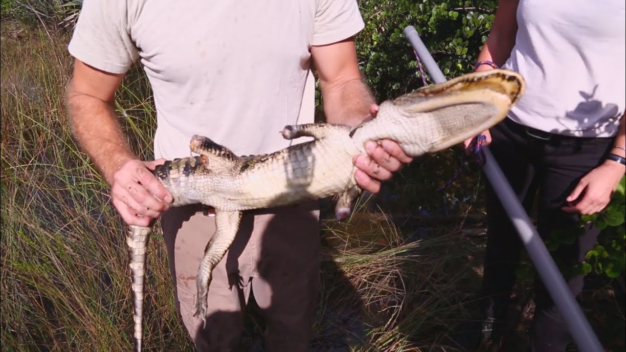 funny video memes Sad Alligator Rescue : Kamp Kenan S3 Episode 21