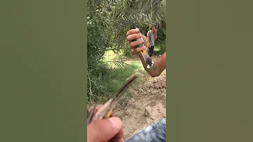 صيد بلابل لعيونكم تحياتي علي ابن ذي قار 