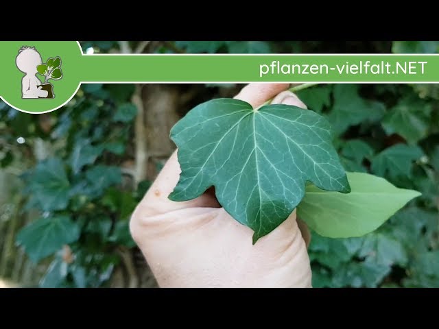 Gemeiner Efeu - Blatt/Bltter - 20.09.18 (Hedera helix) - giftige  Wildpflanzen bestimmen - YouTube