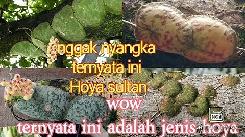 Wow ..beneran nggak nyangka ternyata ini jenis Hoya langka ,Hoya sultan Hoya imbricata
