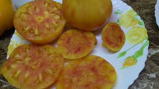 Очень сладкие томаты БИКОЛОР! Томат Полуночное солнце. Дегустация 2022 года.