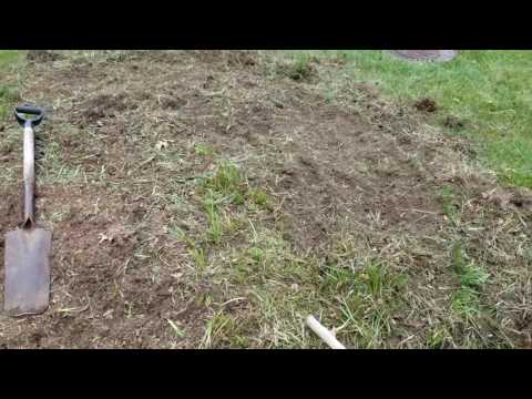 Video: Removing Monkey Grass - How To Get Rid Of Monkey Grass