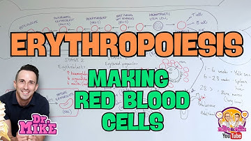 Erythropoiesis | Making Red Blood Cells