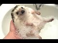 Cute And Funny Hedgehog Videos Compilation 2014 [NEW]