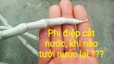 Chăm sóc mầm gốc 2022 ! #1 khi nào tưới nước lại cho phi điệp cắt nước làm hoa!