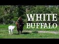 Rare White Buffalo born near Lolo, Montana