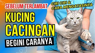 Waspada‼ 6 Ciri Ciri Kucing Cacingan dan Cara mengatasinya  Kucing Cacingan