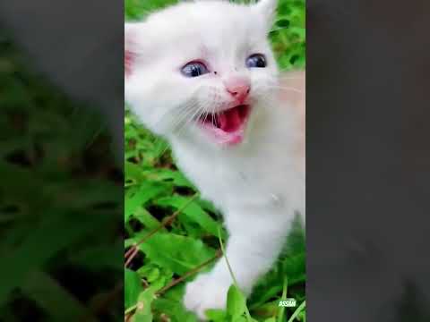 Chhota Billi Mummy Ko Bula Raha Hai