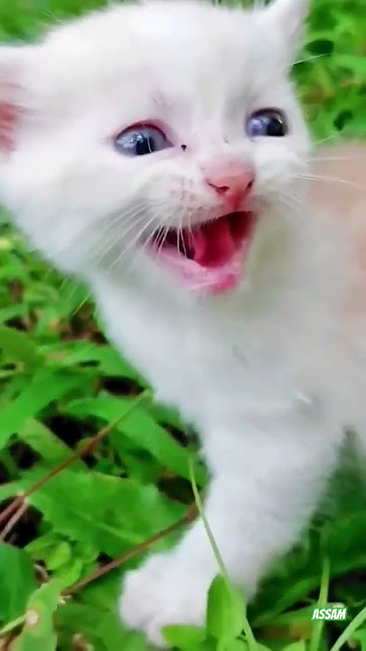 chhota billi mummy ko bula raha hai😓