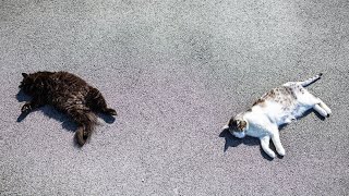 Peace Restored: Cat Family Enjoys Freedom and Safety