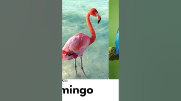birds name in English | birds name animals name #birds #shortsfeed  #animals