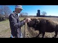 This old fence isn't going to work...it's time to build a new bison corral (Part 1)