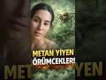 Metan yiyen örümcekler! #okyanus #deniz #örümcek #doğa #inanılmaz