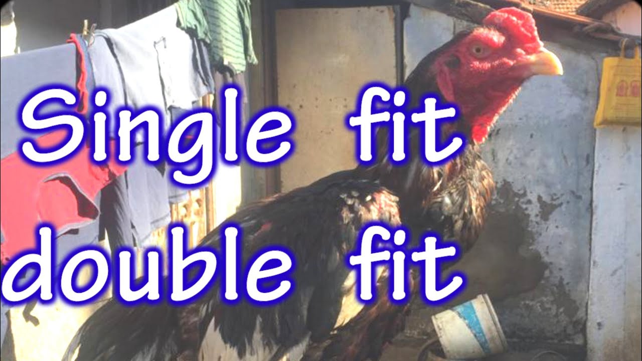 #single fit double fit #seval marabu kalai #சேவல் மரபு கலை #சிங்கில் fit டபுல் fit