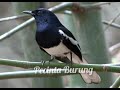 Suara Burung Kacer Kacer Konslet Dijamin Nyaut Mp3 - Mp4 Download