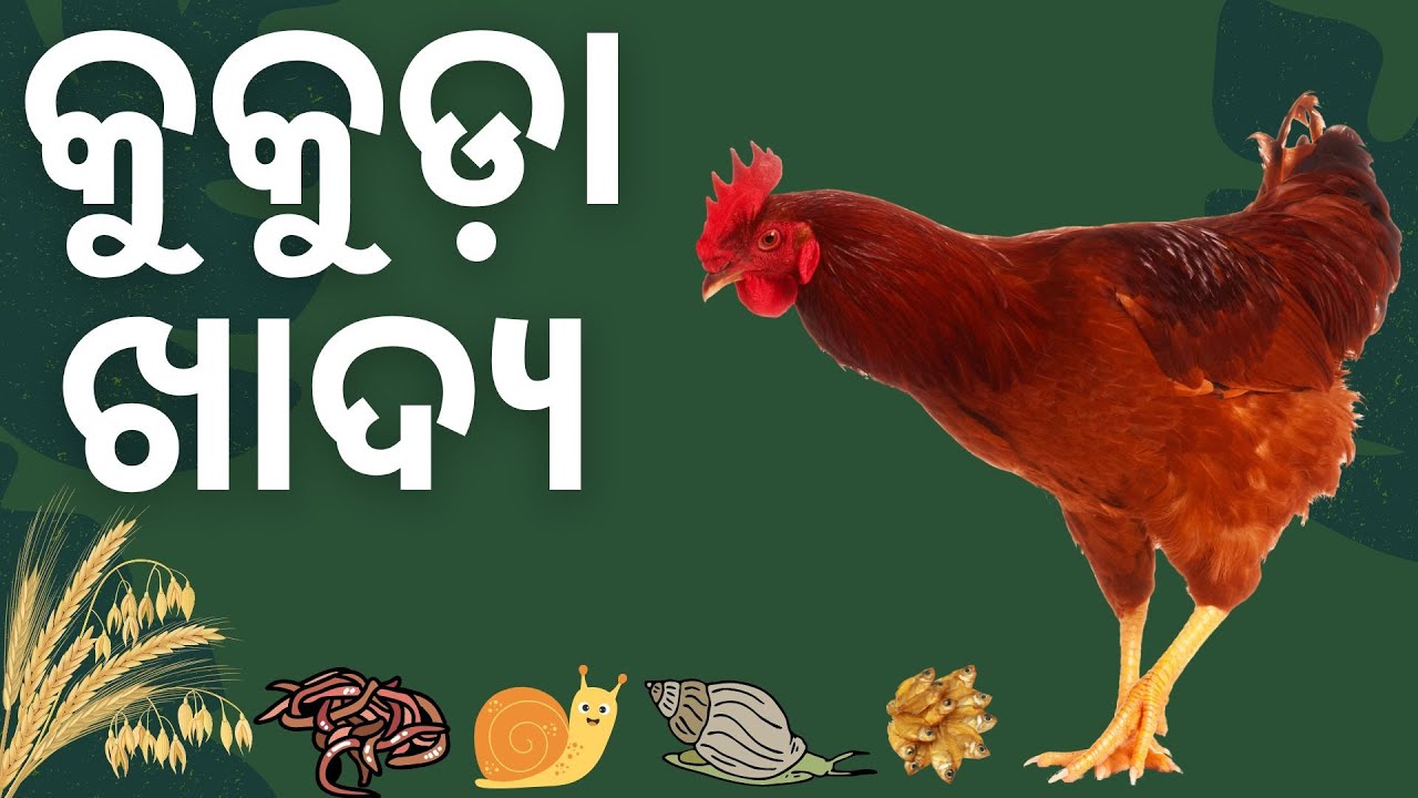 DIY Backyard Poultry Feed: Nourish Your Flock Naturally on a Budget( କୁକୁଡ଼ା ଖାଦ୍ୟ )
