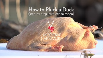 How to Pluck a Duck