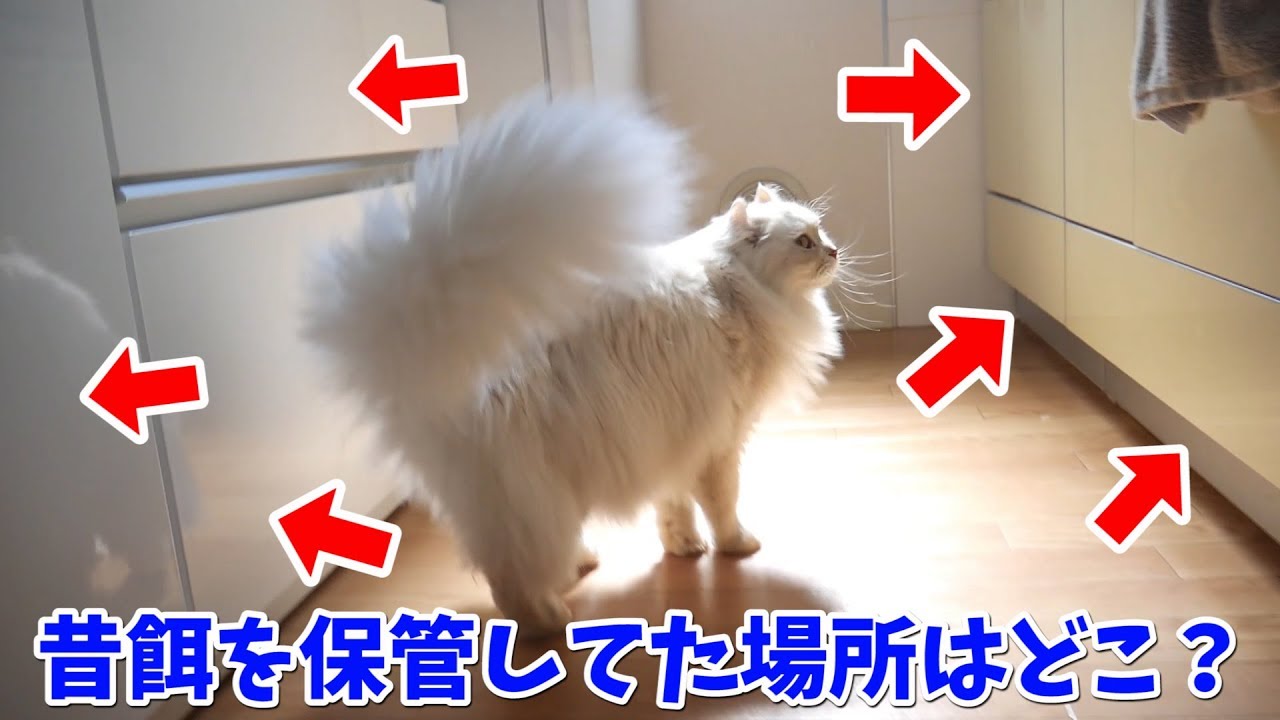 猫の記憶力って本当に悪いの？ YouTube