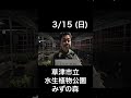 3/15(日) 草津市立水生植物公園みずの森 【イベント情報】 #クリスマスローズ #チカラコブ #横山園芸