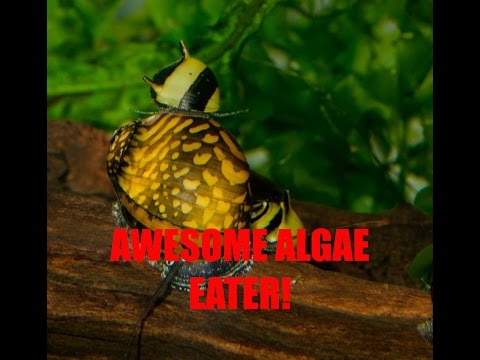 My FAVORITE Snail- Horned Nerite