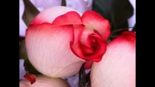 tere baghair full song hd with lyrics aa gale lag jaa