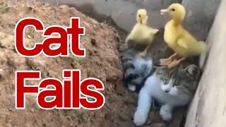 Funny | Meme | Fails Cat Compilation #35 by My Lovely Cat 170 views 3 years ago 5 minutes, 16 seconds