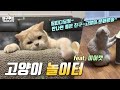 [고양이문화방송] 고양이 놀이터