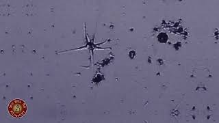 Amoeba Trois