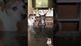 My Dogs Vs Me With A 3D Printed Catapult Trebuchet Slo-Mo Fails Only