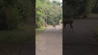Deer in MCC #mcc #madraschristiancollege #tambaram #youtubeshorts