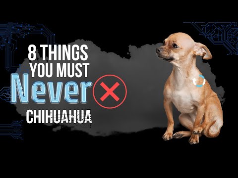 Videó: A Vet-től: 3 dolog Minden Chihuahua tulajdonosnak figyelnie kell