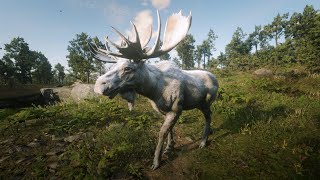 Red Dead Redemption 2 Legendary Moose pelt