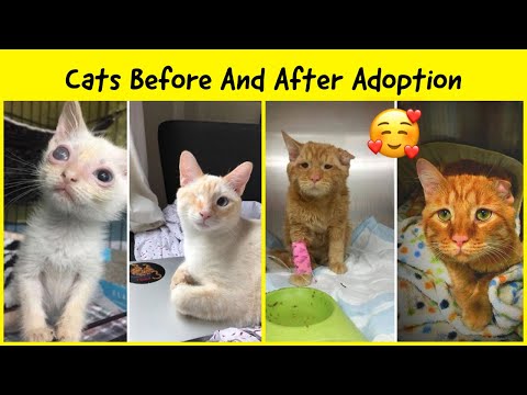 Heartwarming Photos Of Cats Before And After Adoption