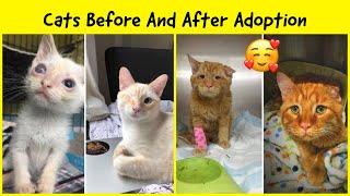 Heartwarming Photos Of Cats Before And After Adoption