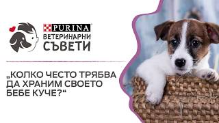 Колко често трябва да храним своето бебе куче? Колко често трябва да храним своето бебе куче?