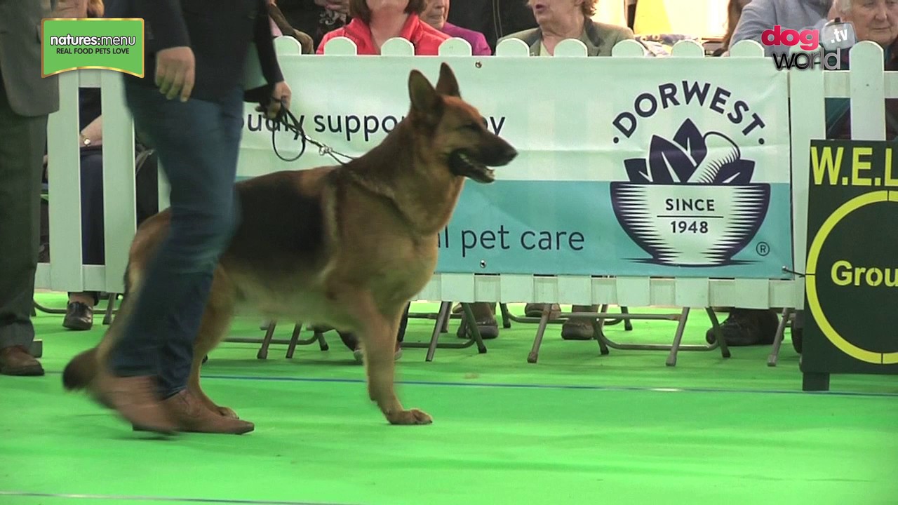 Welks Dog Show 2025 Schedule Near Me Welks Dog Show 2025 Schedule Near Me