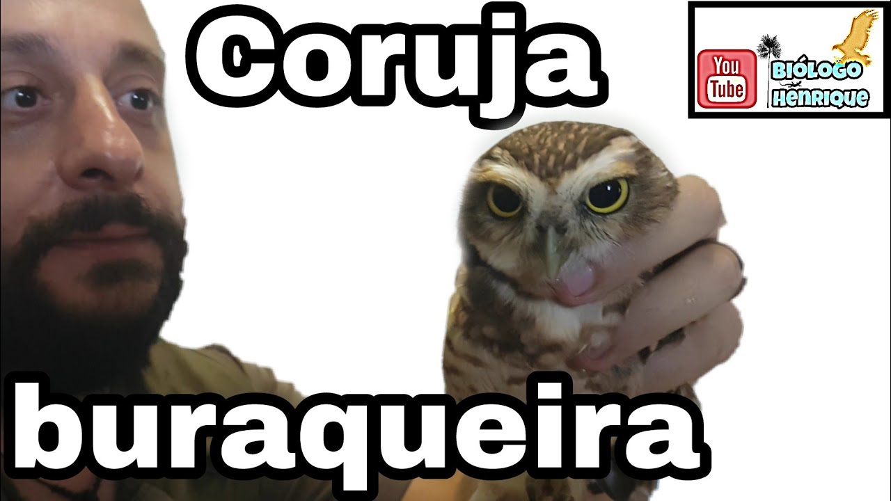 Coruja buraqueira