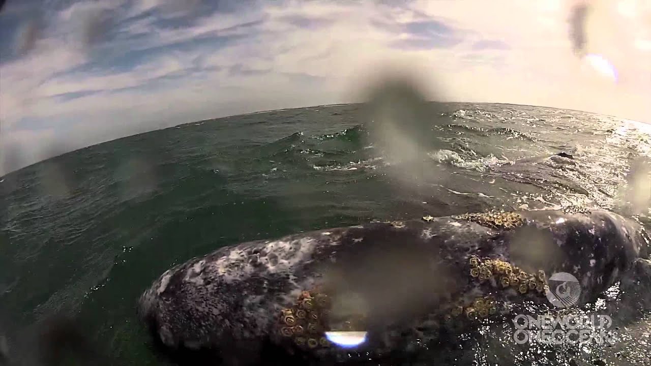 Amazing Gray Whale Encounter - Extreme Close Up!  [HD]