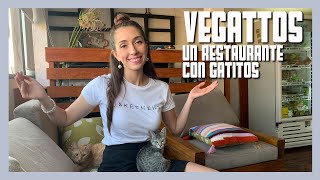 GATOS y comida VEGANA en VEGATTOS  / Ale Toledano