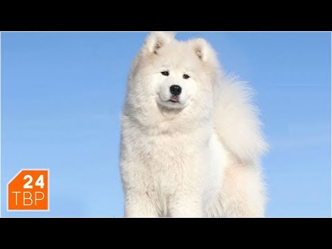 Друг детей – самоед | Элита | ТВР24