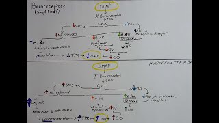 Baroreceptor Reflex (Simplified)