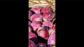 Prickly Pear: Purple Gem of the Desert