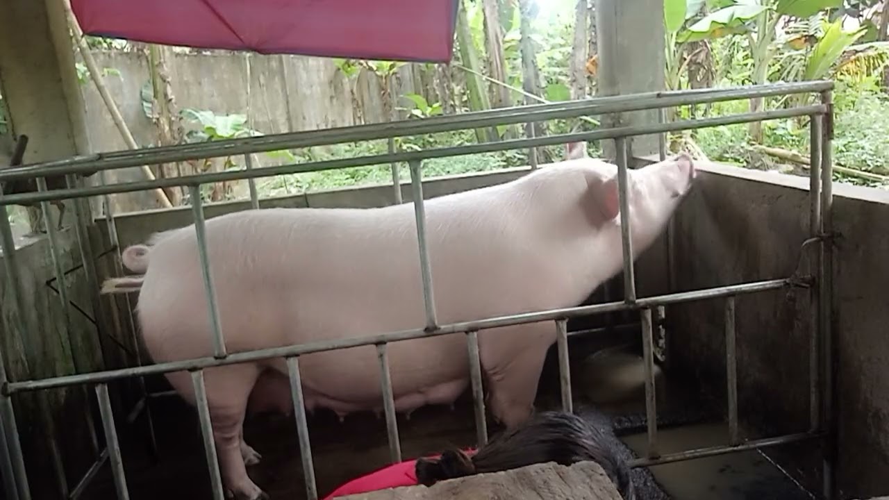 Continue padin ligo 🚿 baboy🐖  pawis ko grabe baa..😃