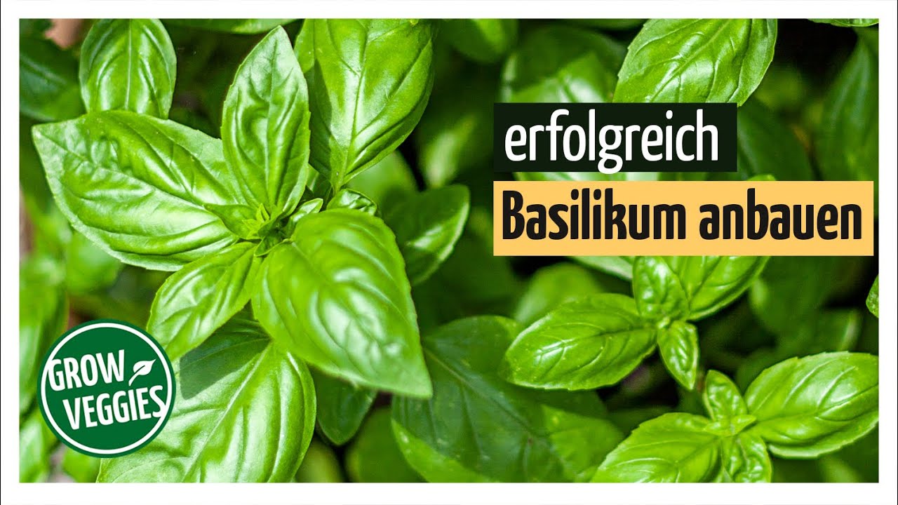 Basilikum erfolgreich anbauen Basil im Garten Gartengemüsekiosk
